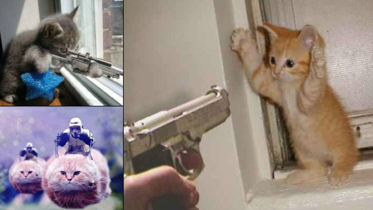 klint Uanset hvilken Turist Efter anti-terroraktioner i Belgien: Svært bevæbnede politifolk erstattes  af katte | BT Udland - www.bt.dk