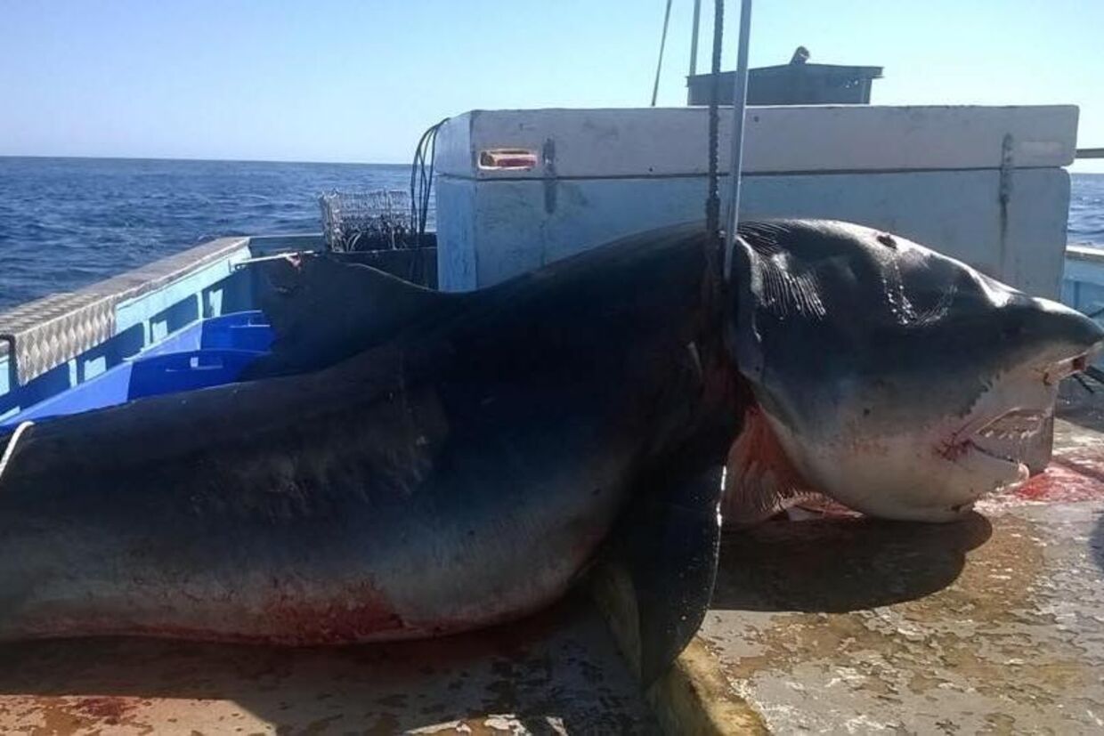 Den seks meter lange haj blev efter sigende trukket op af en båd på Seven Mile Beach i Australien.