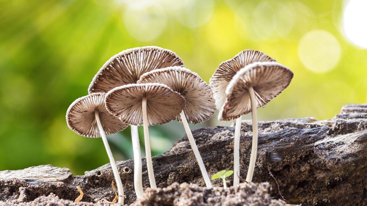 Nyt studie: Psykedeliske svampe har en overraskende virkning angst og depression | BT - www.bt.dk