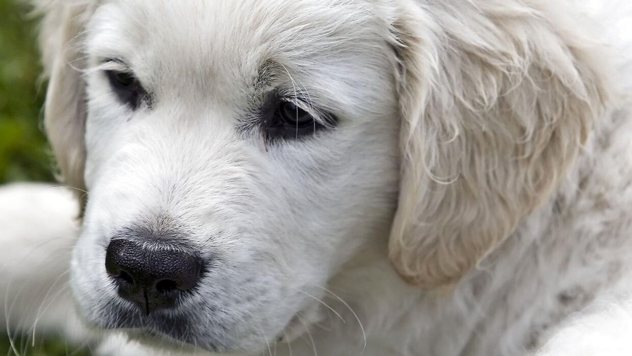 Kan det betale sig at tegne en hundesygeforsikring? Præmie-betalingen kan i løbet af et hundeliv hurtigt løbe op i omkring 28.000 kroner.