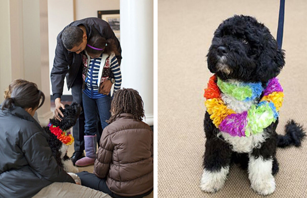 Det Hvide Hus har udsendt disse billeder af præsident Obama og familiens lille hund, Bo. 