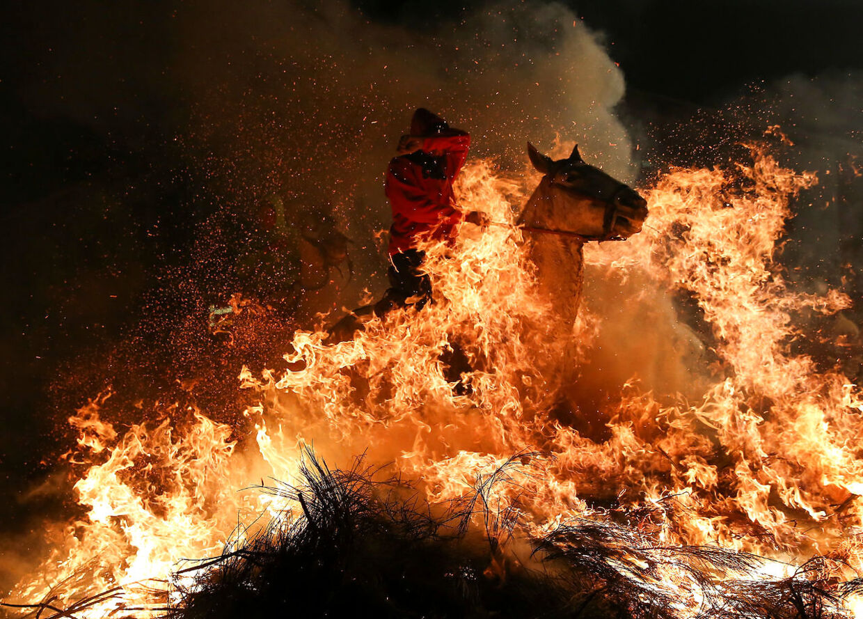 Billede 1: Heste i bål og brand. Ved den årlige ‘Luminarias’ fejring rider mænd på heste gennem flammer i Spanien. Hesten er Spaniens skytshelgen og billedet er taget i byen San Bartolome de Pinares, nordvest for Madrid. De store bål tændes for at ære Sankt Anthony. Foto: Paul Hanna