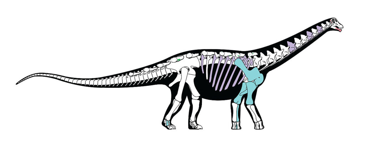 En skelet-rekonstruktion af dinosauren fra den sene kridttid.&nbsp;
