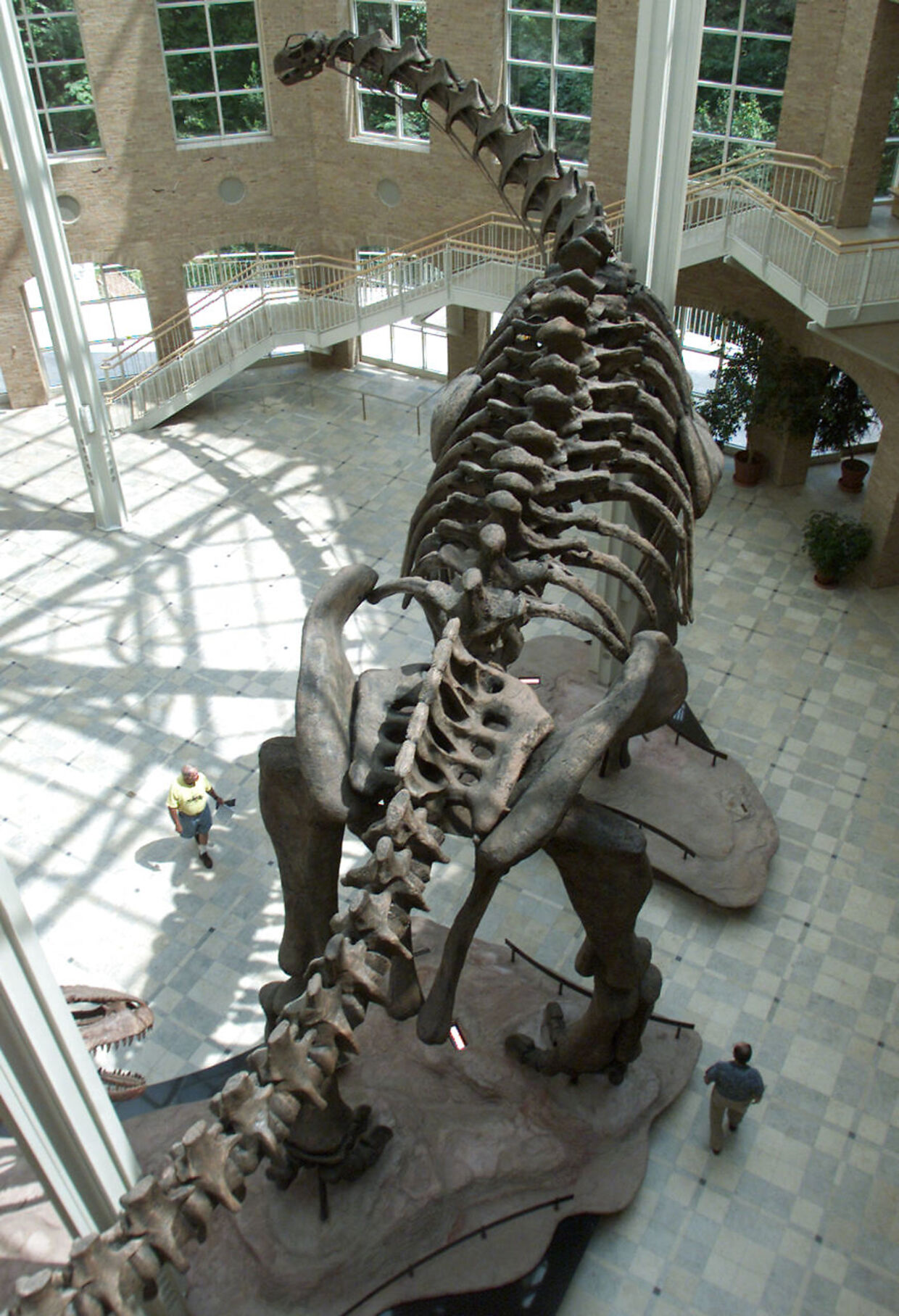 Skelettet af en Argentinosaurus, som kunne blive 40 meter lang og veje op til 60 ton.&nbsp;