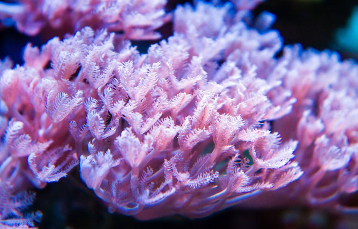 Dette er et arkivfoto af korallen 'pulsing xenia', som udløste den dødelige gift i familiens hjem.