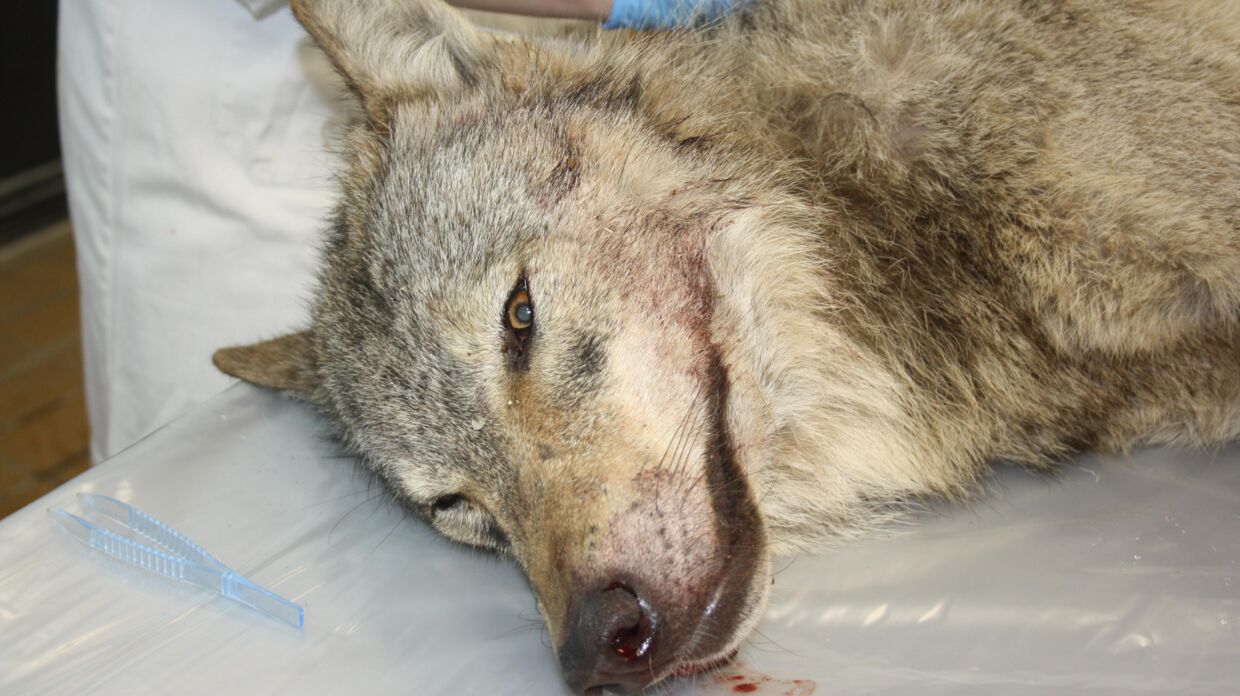 Ulven, der blev skudt og dræbt i Ulfborg, blev efterfølgende obduceret på Veterinærinstituttet.