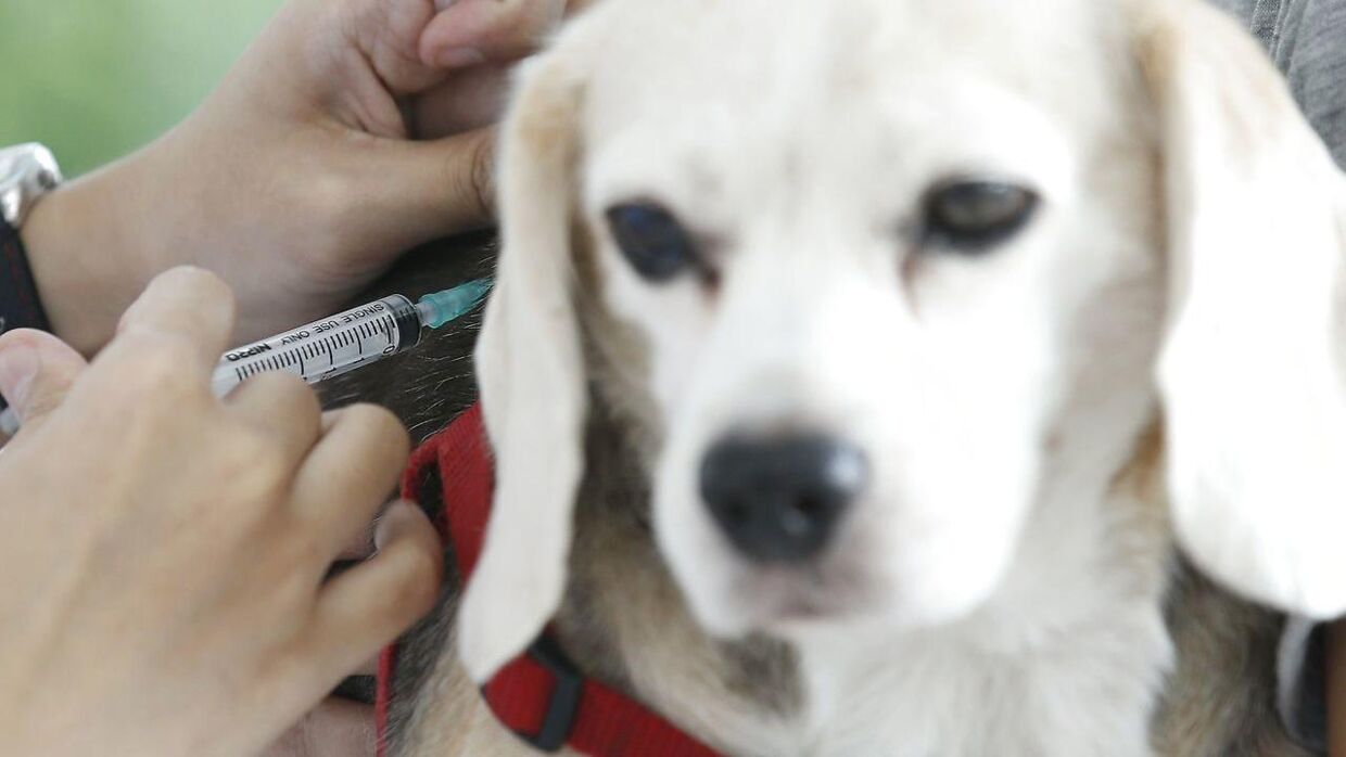 Dyrlæger ser til med rædsel: nægter folk at vaccinere deres hunde BT Udland - www.bt.dk