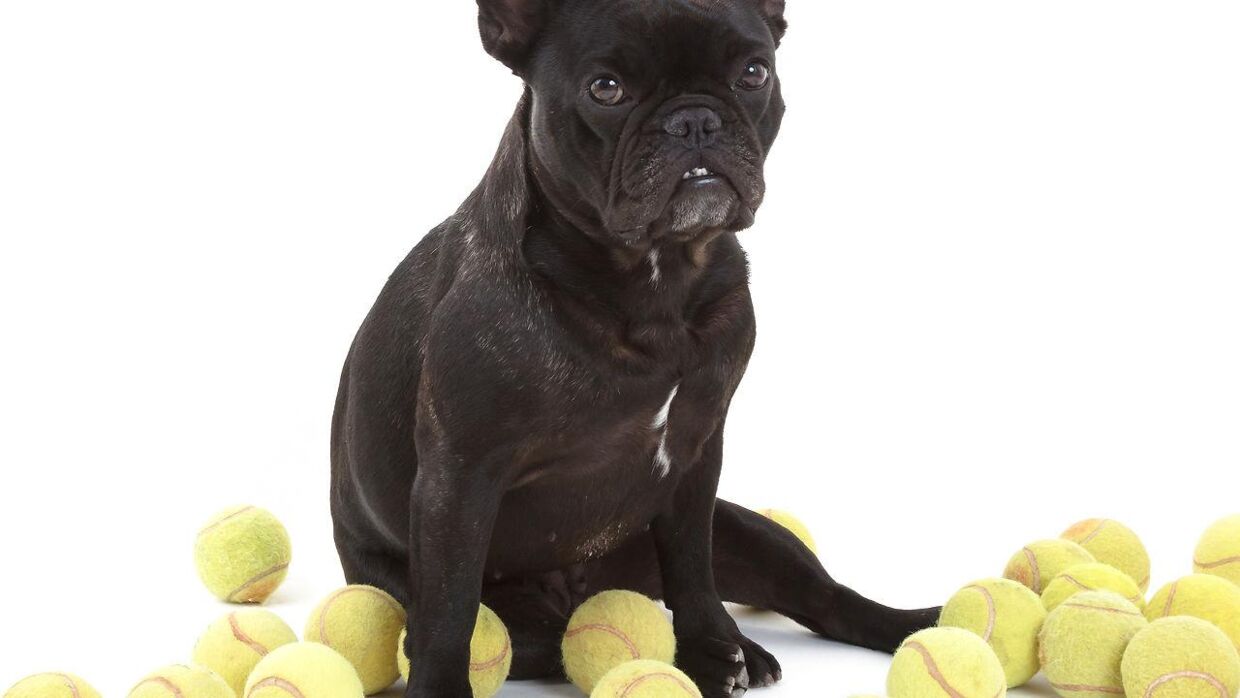 Dyrlæge advarer hundeejere mod at give tennsibolde til deres hunde. 