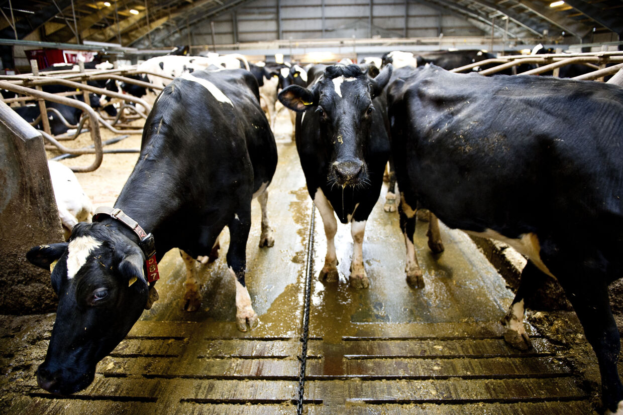 Hovedparten af den danske biogasproduktion stammer fra køer og grises efterladenskaber. Torkil Adsersen/Ritzau Scanpix