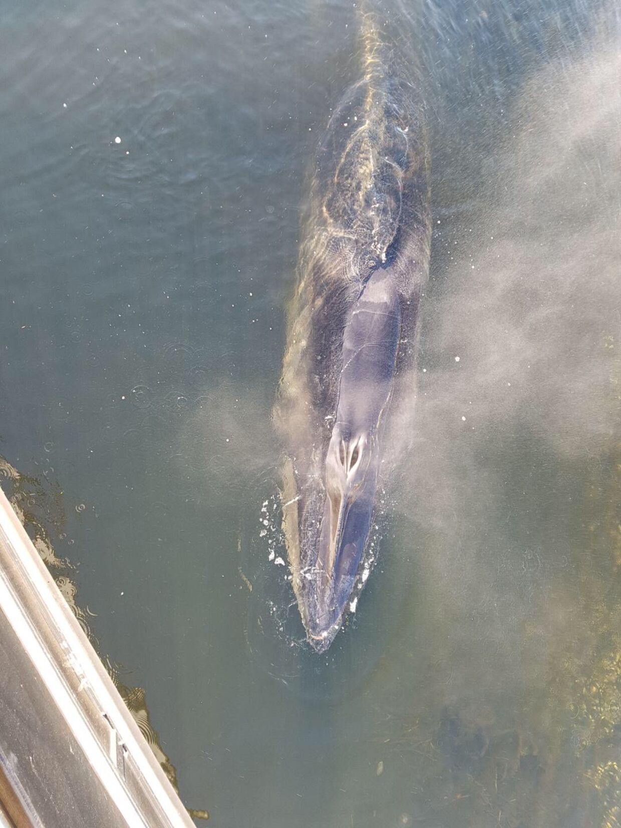 Naturstyrelsen har fanget et billede af hvalen fra oven Foto: Naturstyrelsen