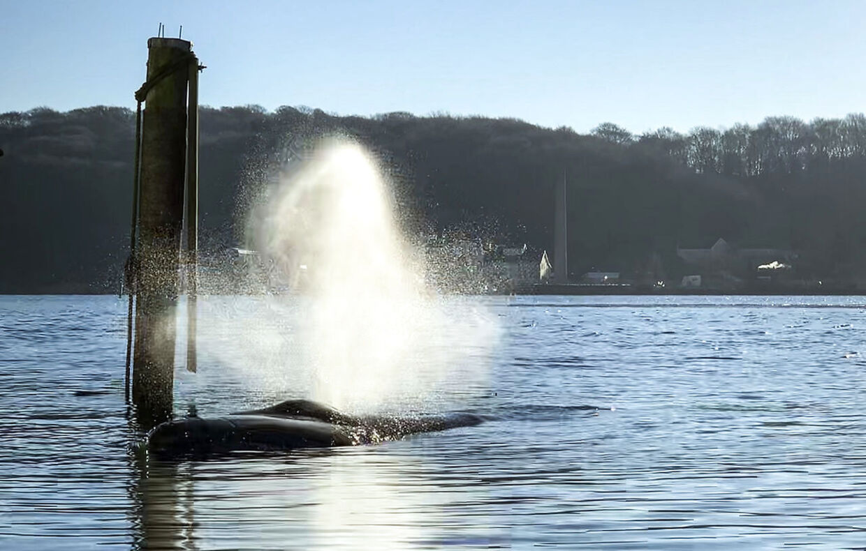En 8-10 meter lang hval er ligger i Hobro Havn i Mariager Fjord tirsdag den 27. november 2018. Hvalen er måske er vågehval. . (Foto: Annelene Petersen/Ritzau Scanpix)