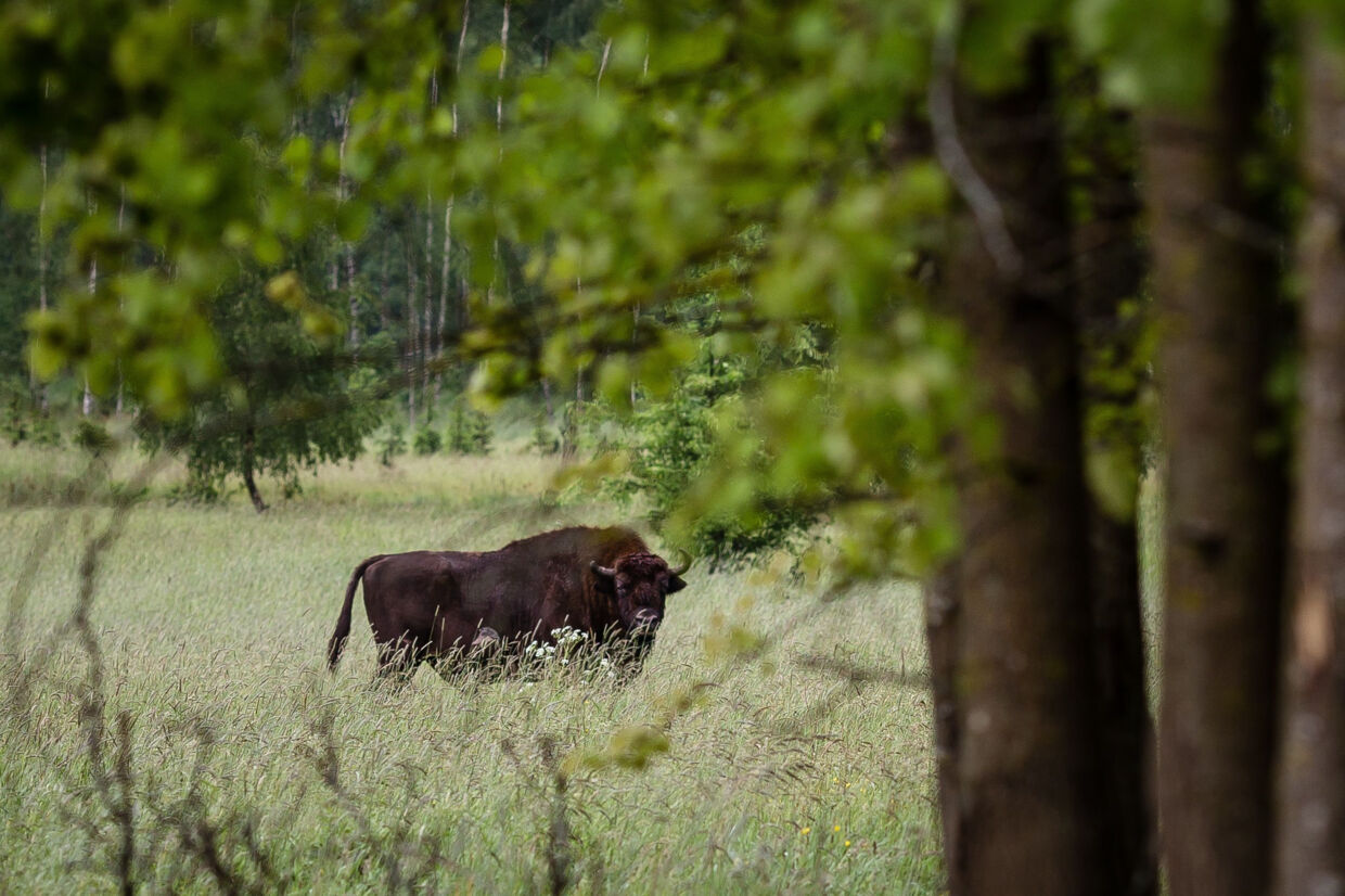 Syv europæiske bisoner - her spottet i Polen - blev i 2012 sat løs på et område i Bornholm. Onsdag er projektet gjort permanent. Wojtek Radwanski/Ritzau Scanpix