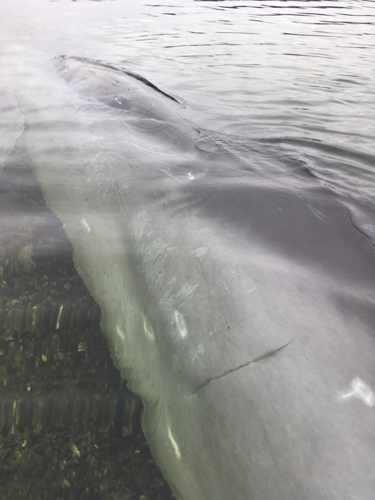 Hvalen blev fundet på meget lavt vand. Foto: Michael Aagaard Olsen
