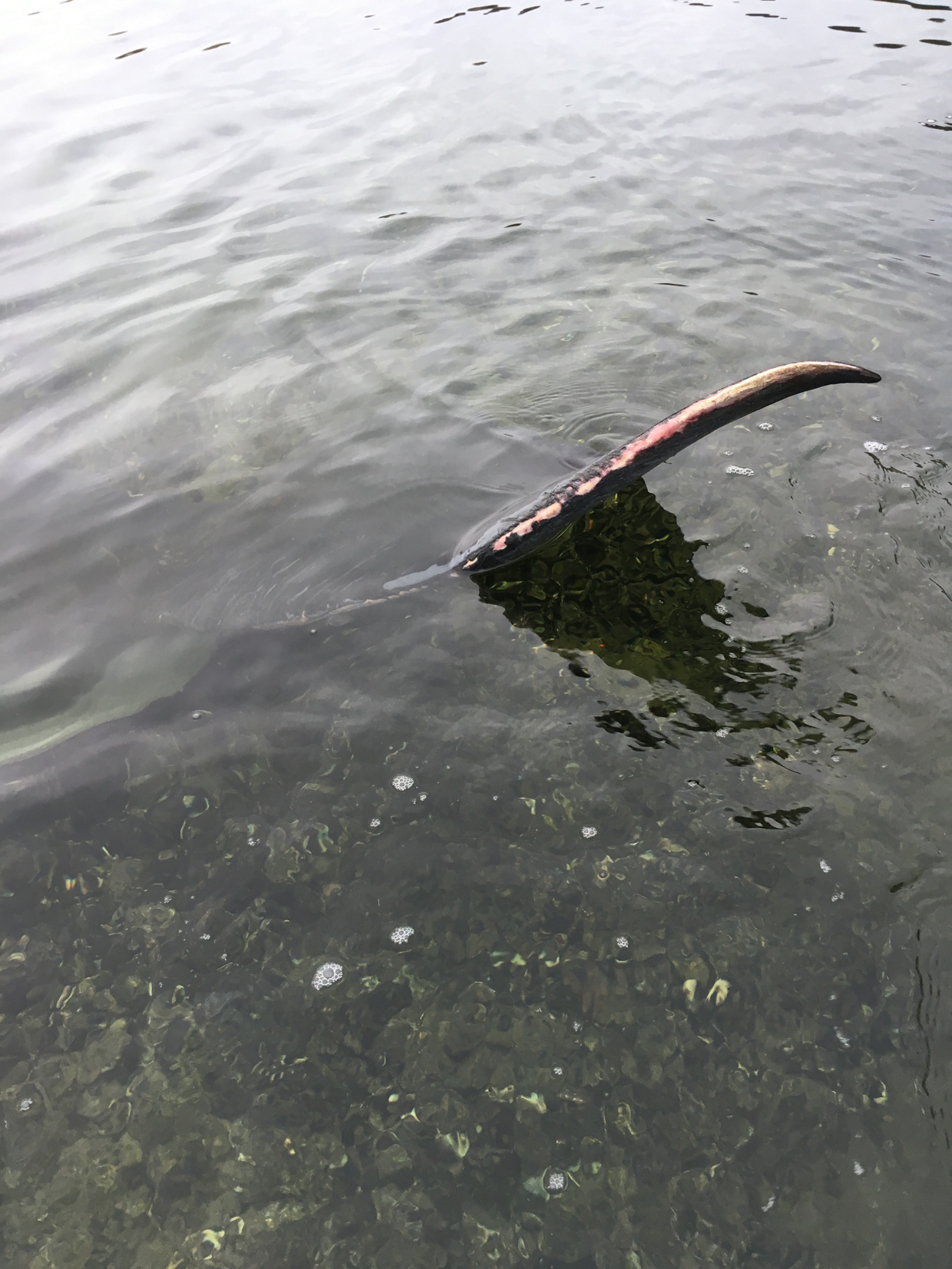 Hvalen blev fundet med den ene luffer over vandoverfladen. Foto: Michael Aagaard Olsen