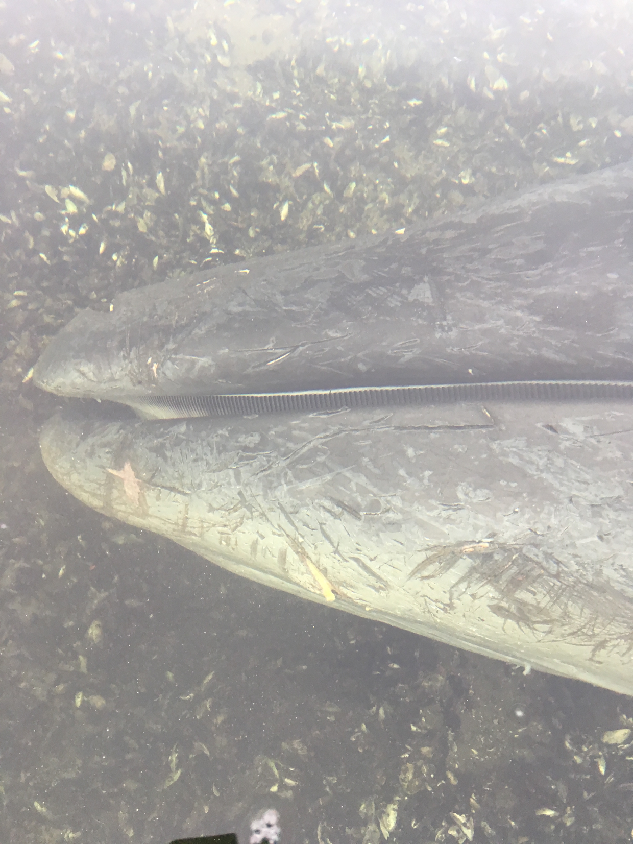 Hvalens barder ses tydeligt på dette billede. Foto: Michael Aagaard Olsen