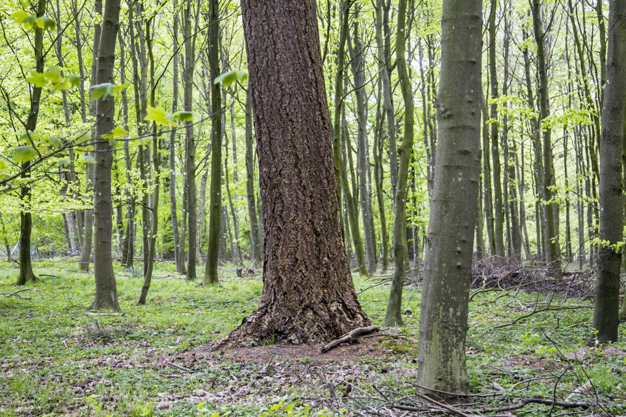 Når gamle træer får lov til at forfalde, skaber det ifølge miljøordfører Christian Rabjerg Madsen (S) fantastiske insekthoteller. Derfor er det vigtigt med mere urørt skov i Danmark, lyder det. (Arkivfoto). Kim Haugaard/Ritzau Scanpix