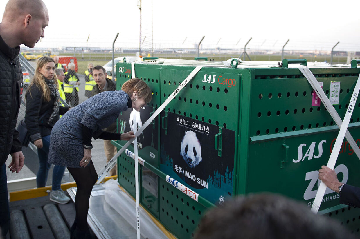 Kulturminister Mette Bock siger her hej til pandabjørnene, da de ankom til Danmark den 4. april. 