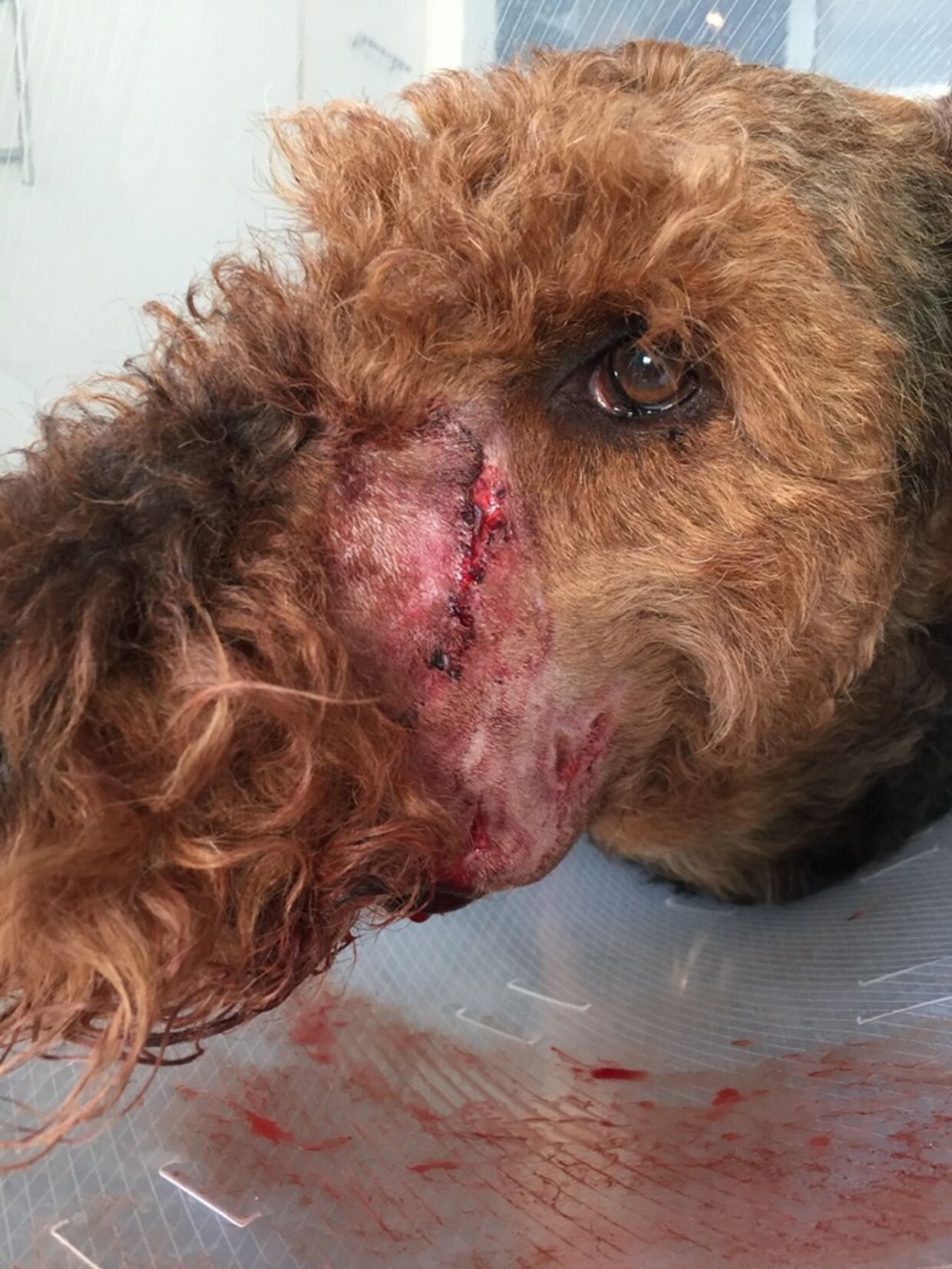 Her er hunden Tox, der blev bidt af en anden hund. 