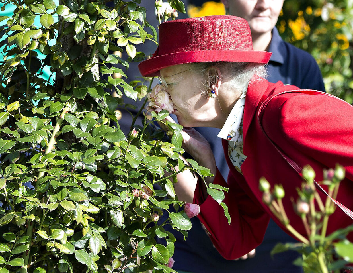 Dronning Margrethe i nærkontakt med en rose i Den Jydske Rosenpark i Aalestrup, som hun besøgte under regentparrets sommertogt i september 2014.