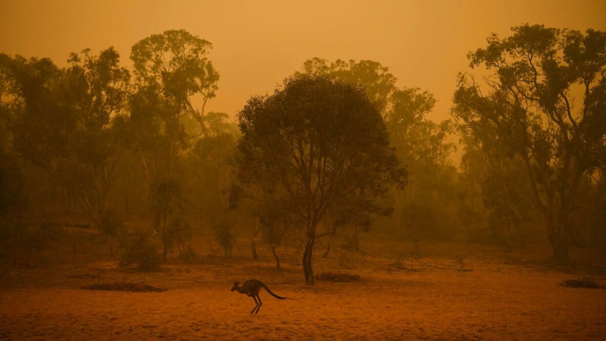 Over Australien og New Zealand er luften visse steder helt rød. Men nu har røgen fra de omfattende skovbrande spredt sig til Sydamerika.