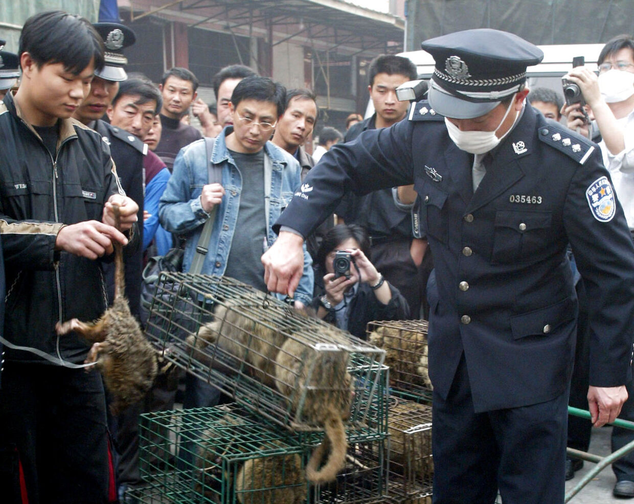 Konfiskerede desmerkatte på et marked i Guangzhou i 2004, som man regner for melleværten mellem smitten fra flagermus til menneske.