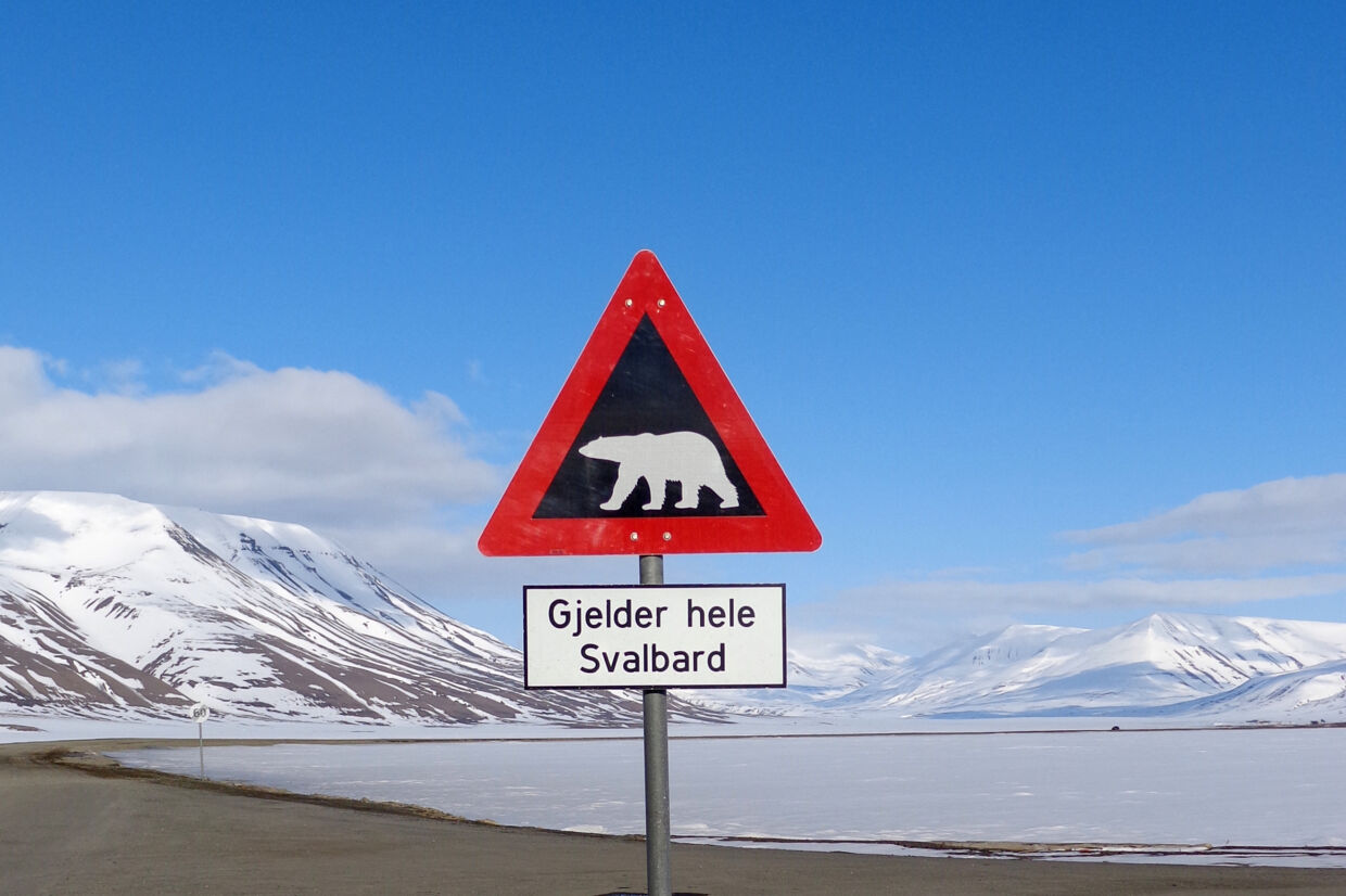 Isbjørne er notorisk farlige på den arktiske norske ø Svalbard. Staff/Reuters