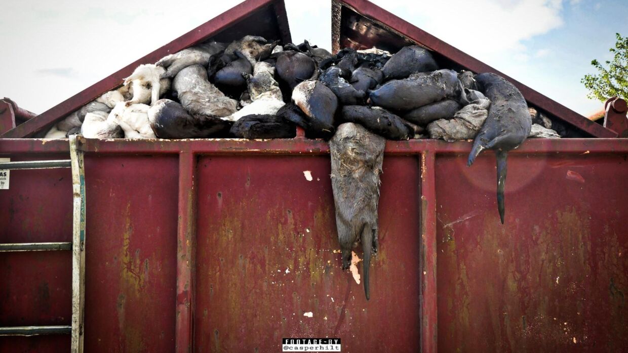Flere tusinde mink blev efterladt langs Gjøls landeveje - lugten var ikke til at undgå