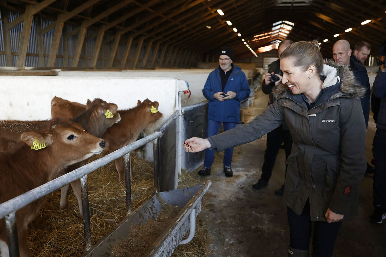 Statsminister Mette Frederiksen er torsdag på besøg i Jylland, hvor hun blandt andet besøger minkavlere. Her er hun dog i selskab med et andet landbrugsdyr, der kan prise sig lykkelig for ikke at udgøre en sundhedsrisiko.