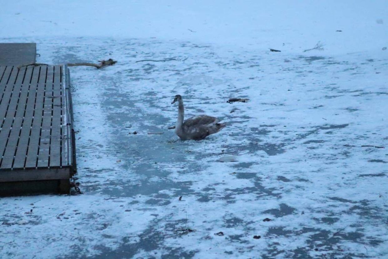 En svane på en isfrossen Damhussø mandag eftermiddag.&nbsp; 