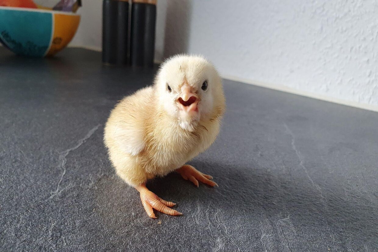 »Hej«, siger den lille kylling her, efter den var blevet reddet med et lille sous vide-bad. 