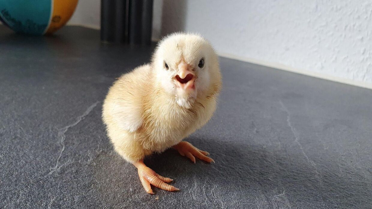 »Hej«, siger den lille kylling her, efter den var blevet reddet med et lille sous vide-bad.