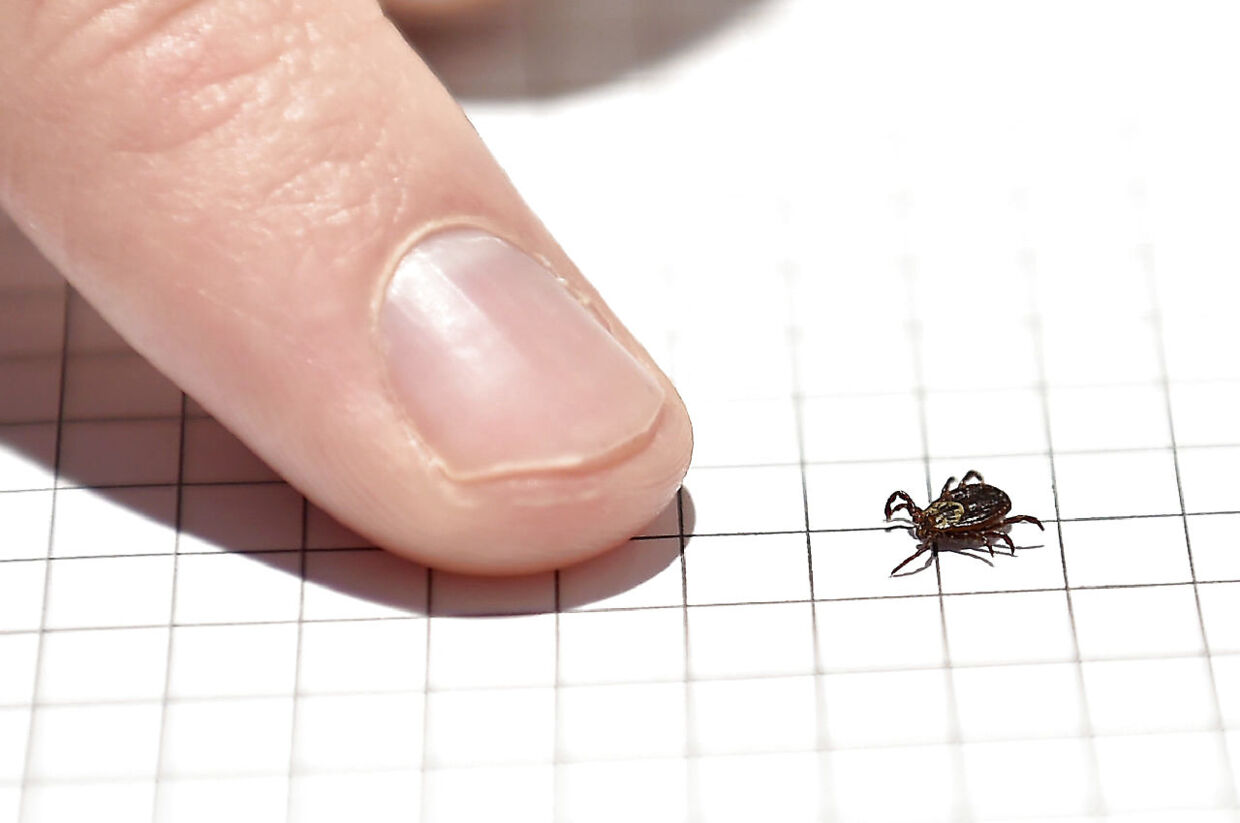 (ARKIV) A tick is photographed in the laboratory of the INRA (Institut National de la Recherche Agronomique) which constitutes a "tiquothèque" to study its geographical distribution, the presence of disease, the development of the Lyme disease on September 28, 2018 in Champenoux, eastern France. The laboratory appeals to the private individuals to collect the ticks having pricked them. JEAN-CHRISTOPHE VERHAEGEN / AFP
