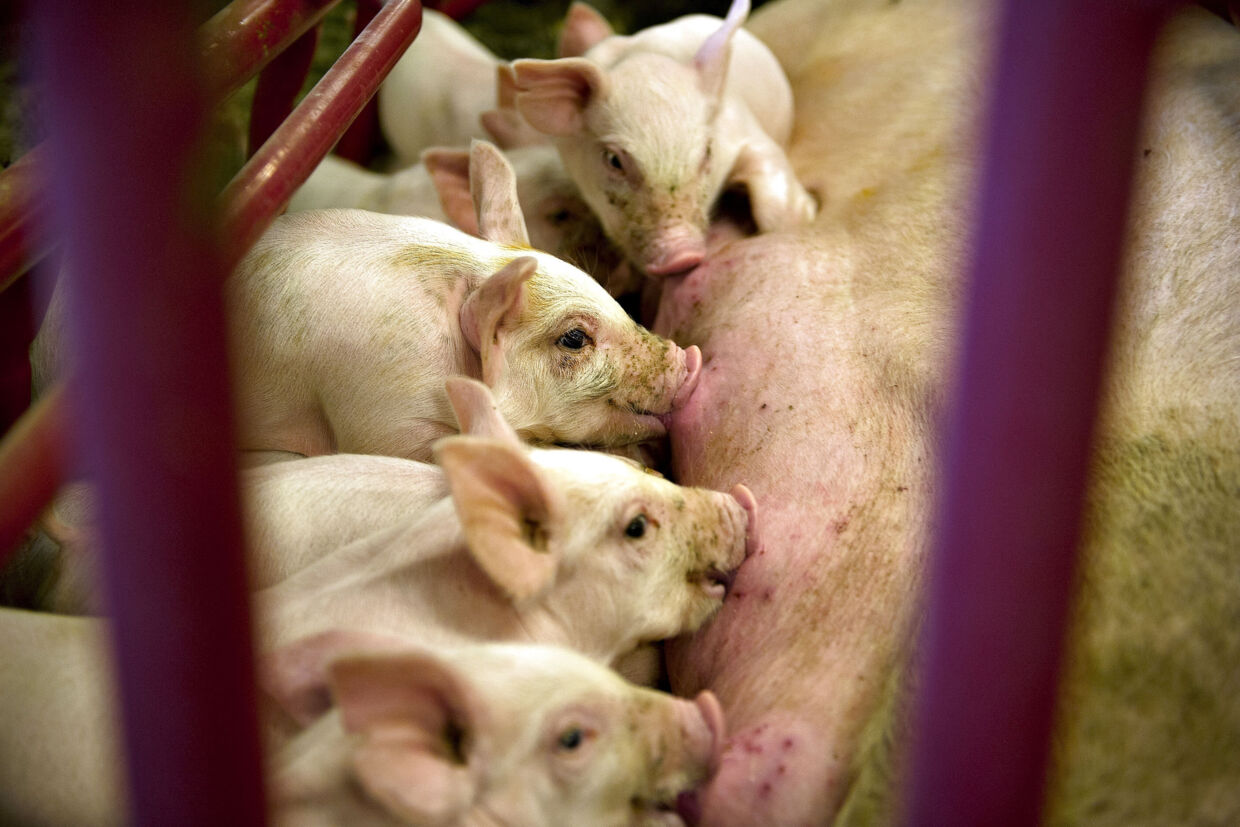 DanBred arbejder inden for grisegenetik og sælger avlsdyr og sæd til store dele af verden og havde sidste år en omsætning på 1,2 milliarder kroner. Landsbrugsorganisationen Landbrug Henning Bagger/Ritzau Scanpix