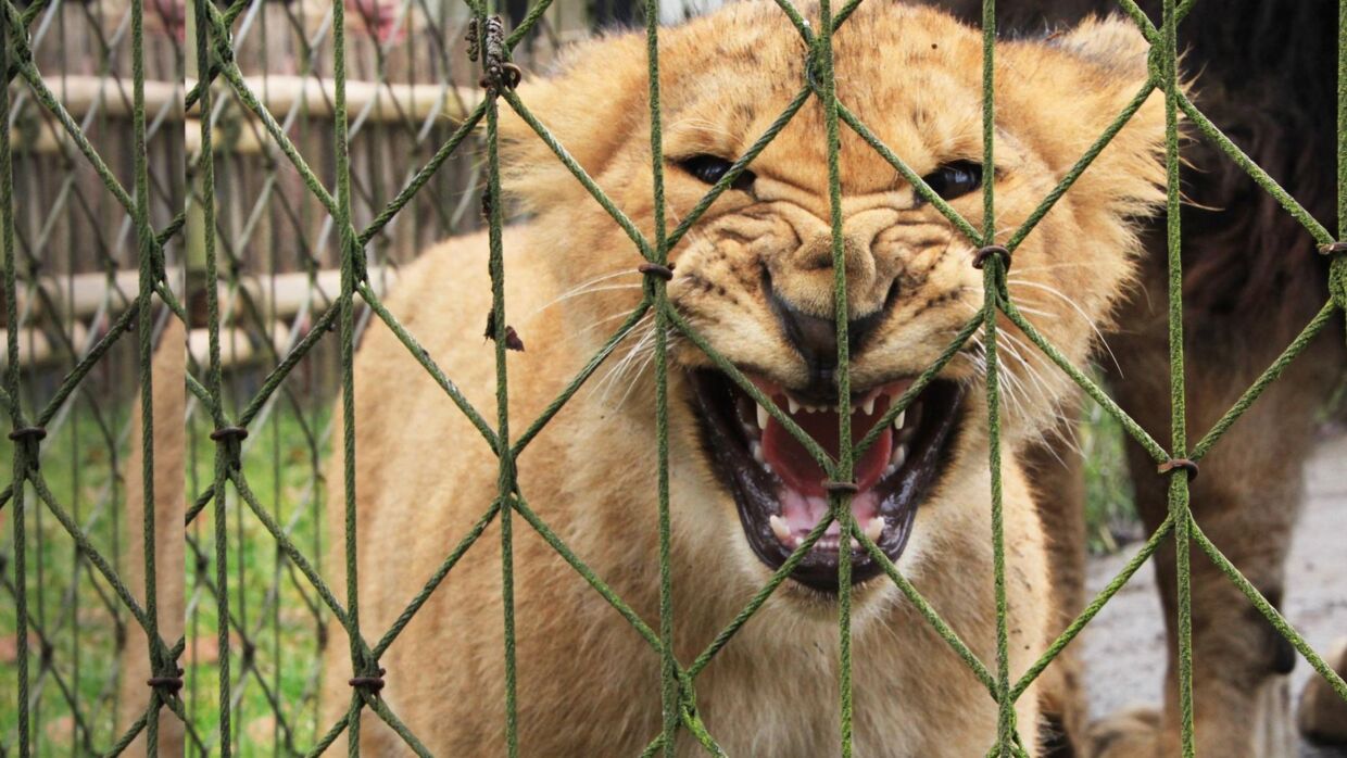 En af løveungerne viser tænder i Odense Zoo.