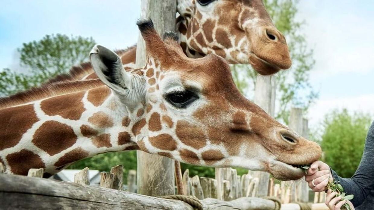 En kvæstet kæbe hos en giraf i Odense Zoo har medført et dilemma.
