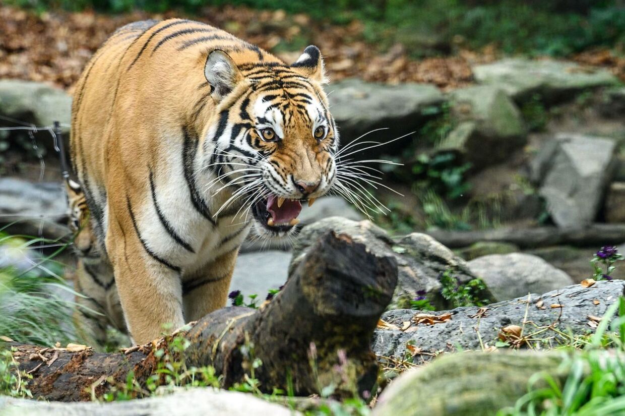 En tiger i temaparken Everland i Yongin i Sydkorea.