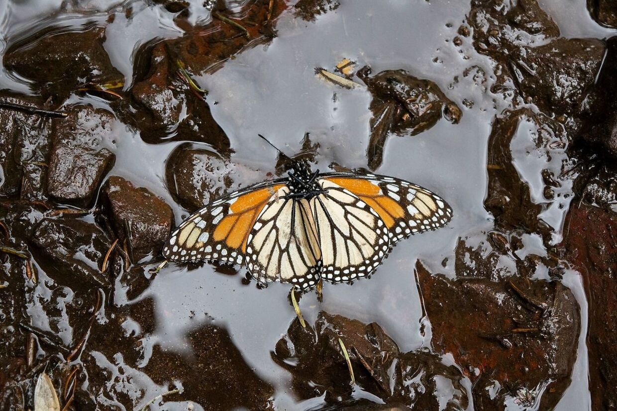 En monark-sommerfugl (en hun) fotograferet over en sø i Mexico i 2020.
