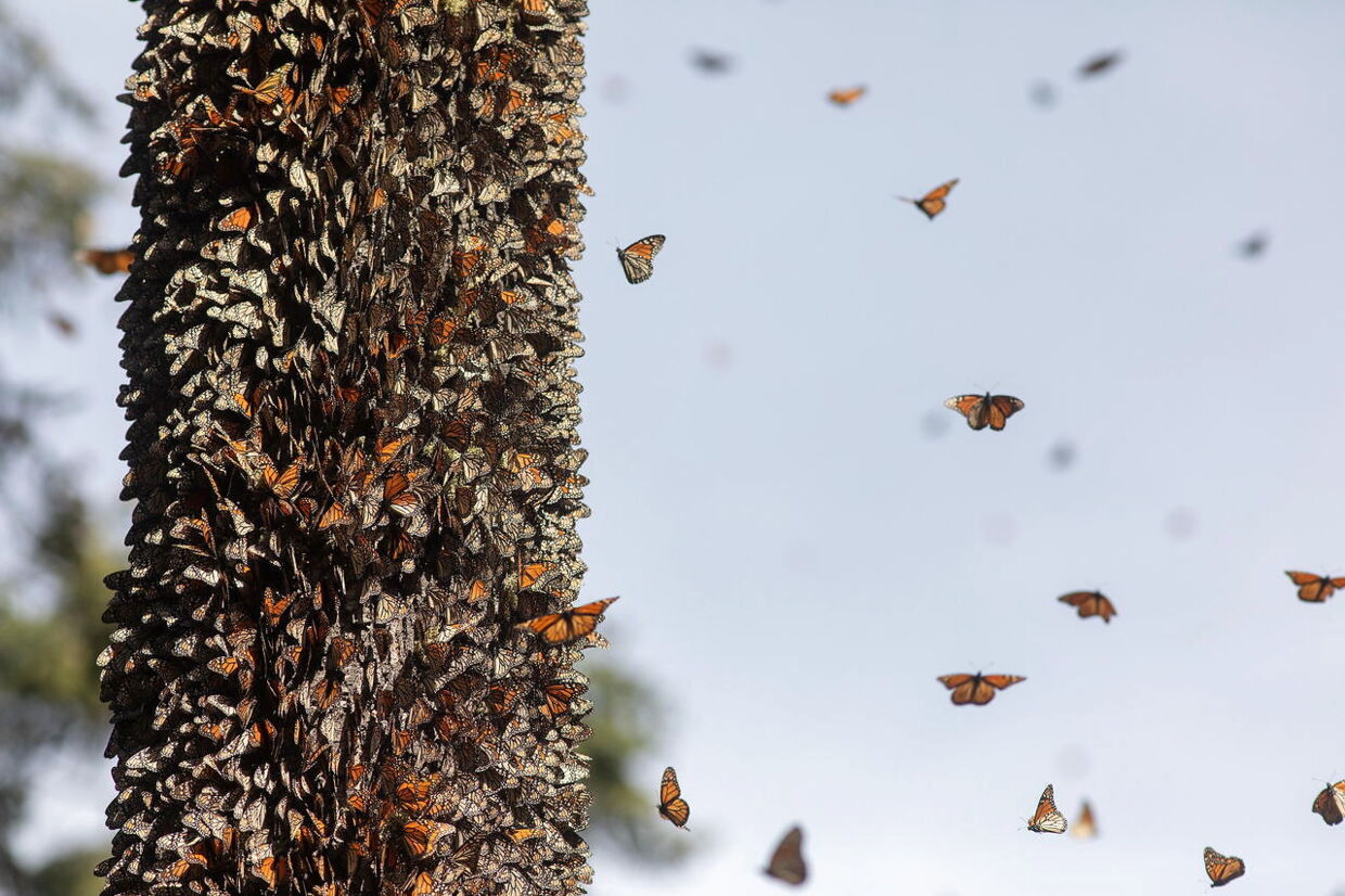 Her flyver monark-sommerfugle fra et træ, der er fyldt med sommerfugle i foråret 2021.