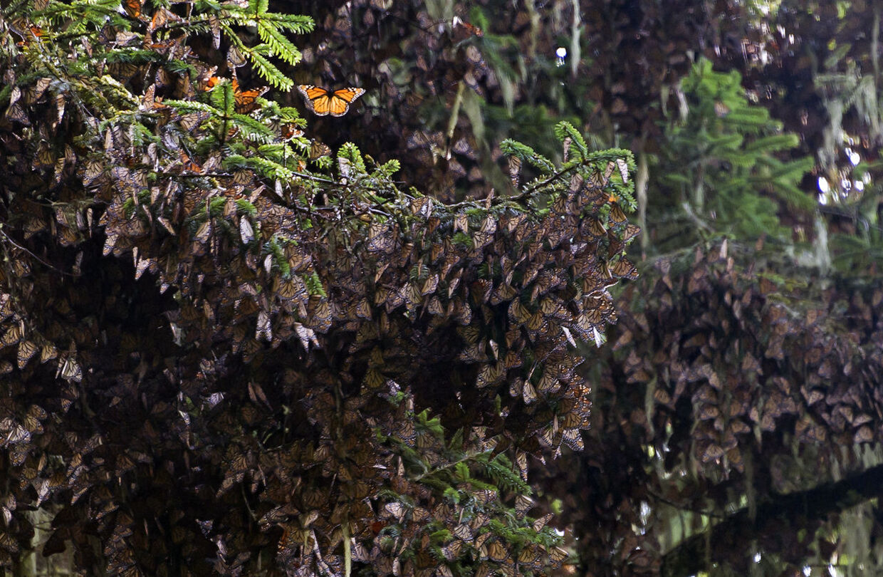 En masse monark-sommerfugle sidder på træet i Mexico i november 2015.