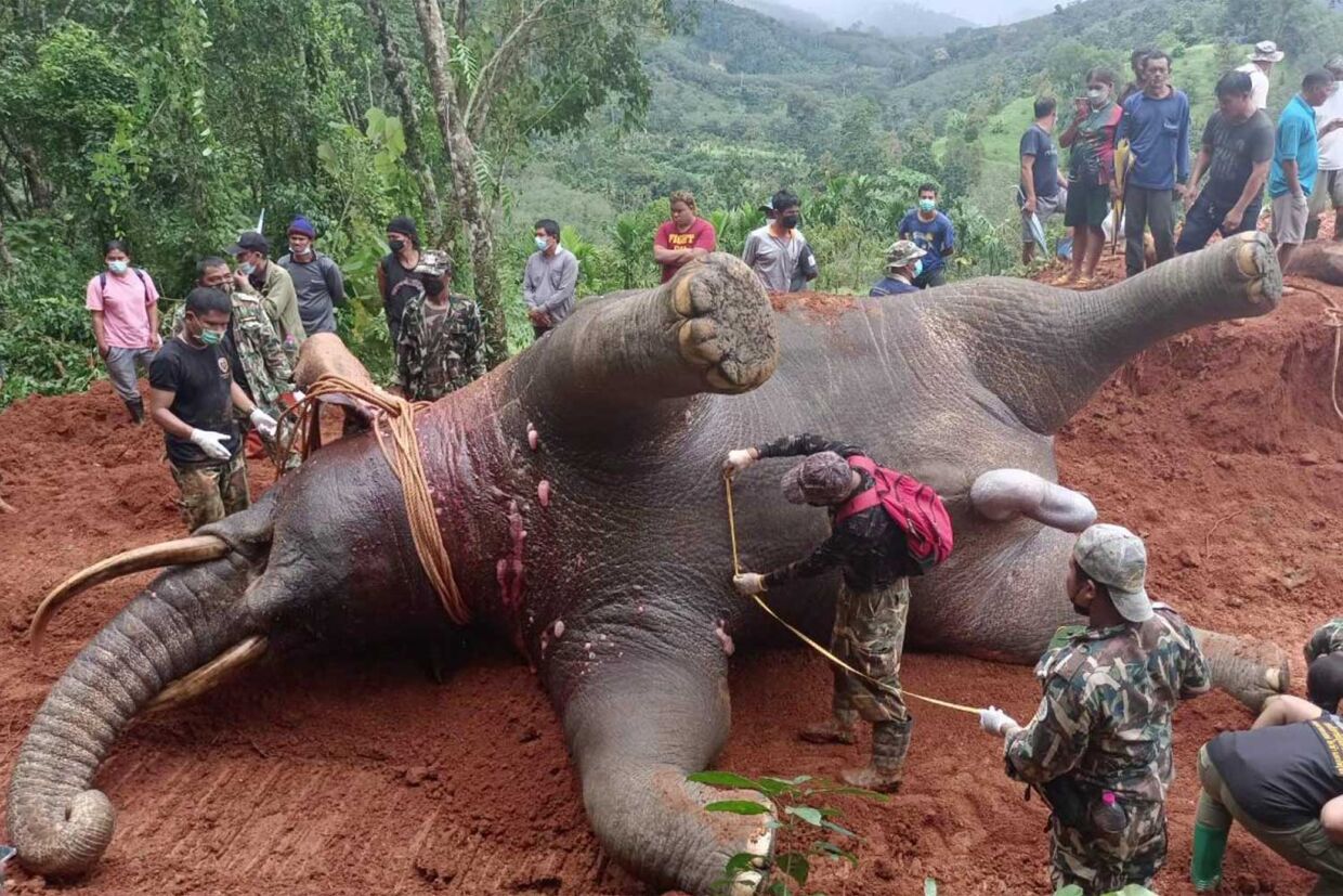 Den druknede elefant undersøges af veterinærer.
