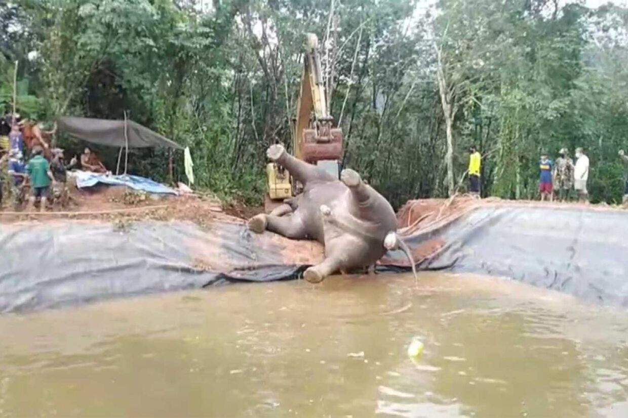 En rendegraver måtte der til, for at få den døde hanelefant op af dammen.