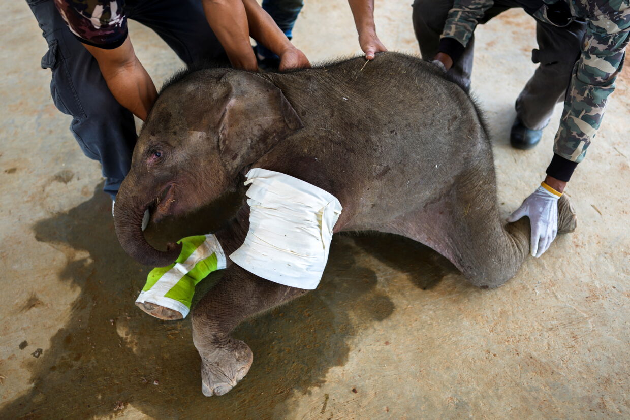 Vildtforvaltningen hjælper den tre måneder gamle elefant.