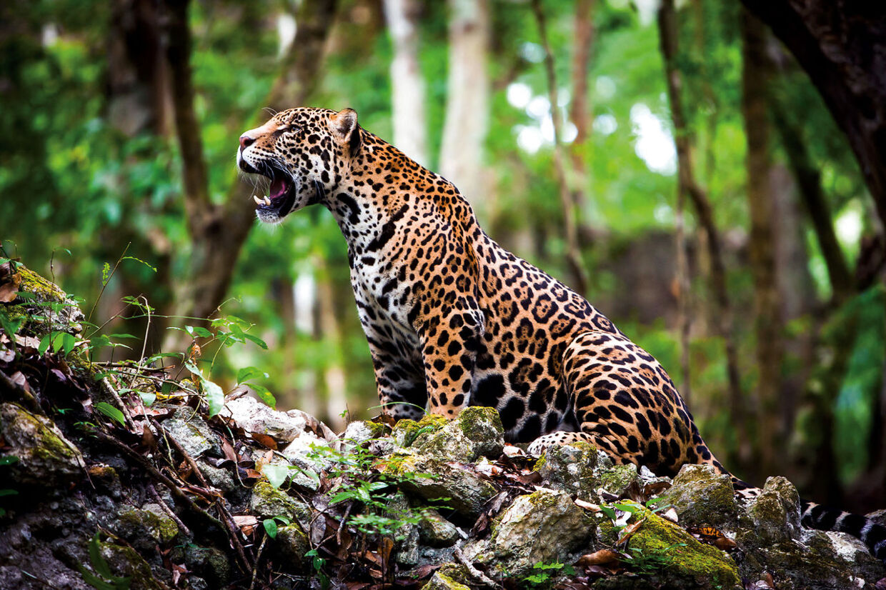 Endnu et billede af en jaguar (Panthera onca), der er fotograferet i den mexicanske delstat Quintana Roo.