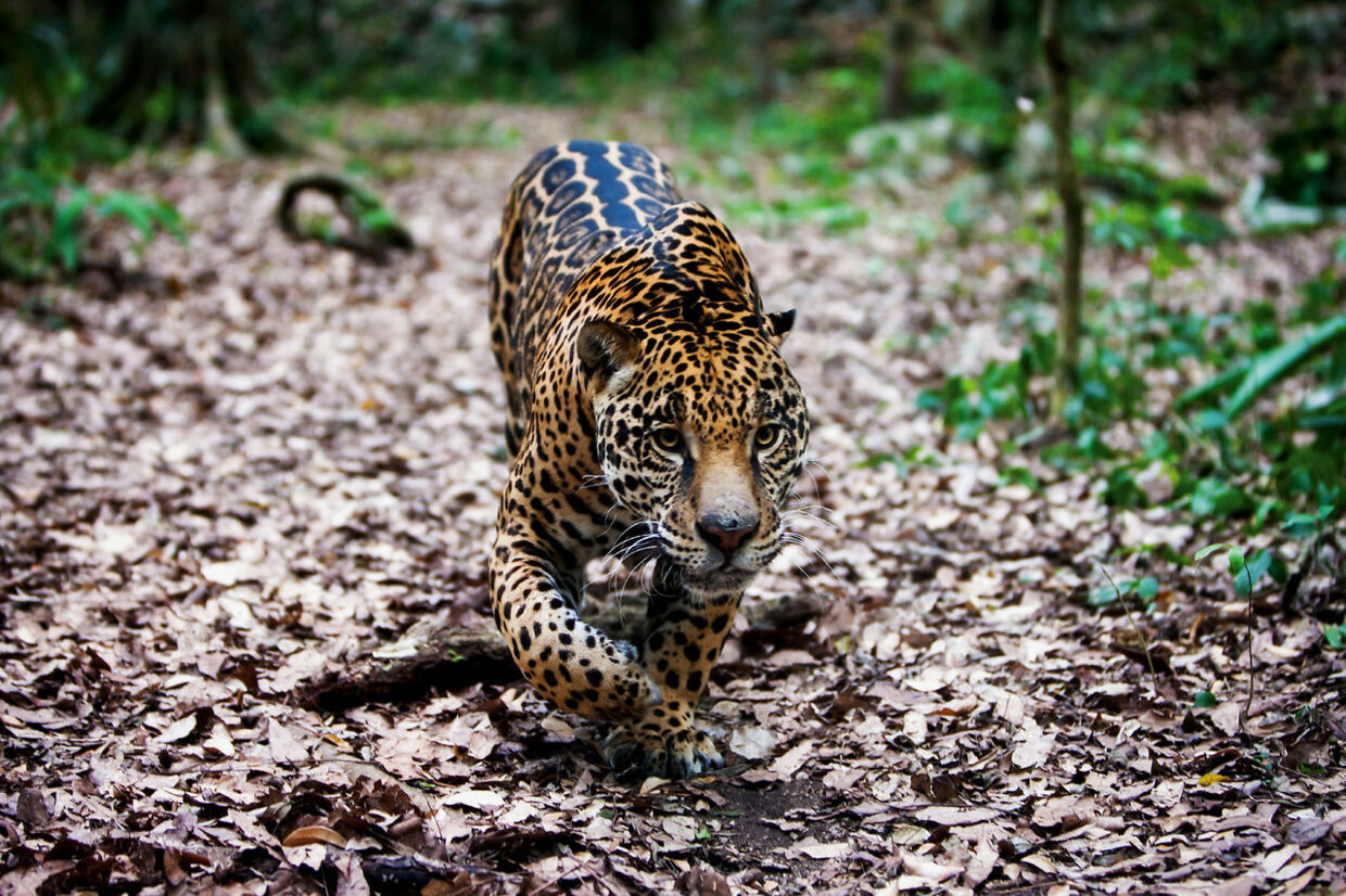 En jaguar fotograferet i den mexicanske delstat Quintana Roo.