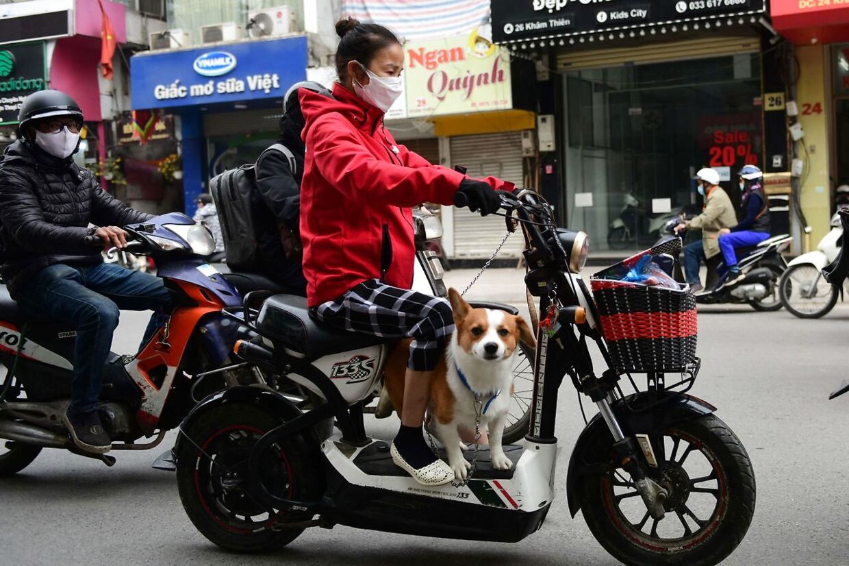 Her kører en kvinde med sin hund gennem gaderne i Hanoi.