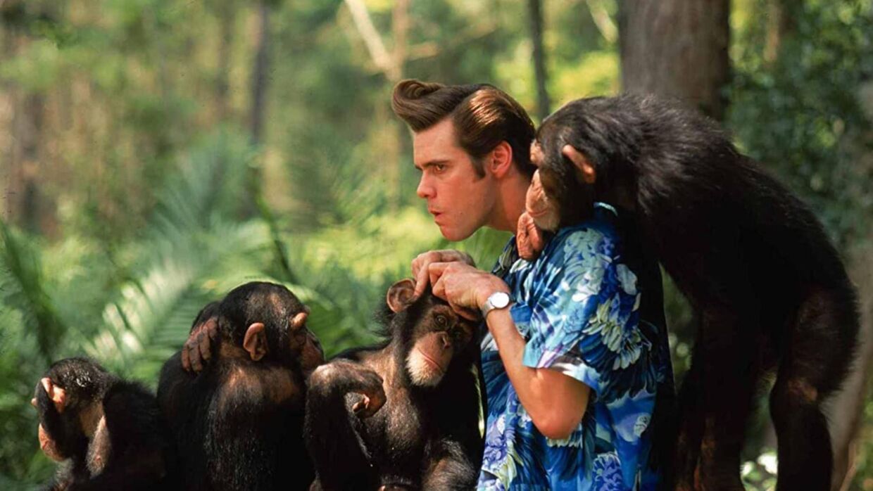 Jim Carrey spiller hovedrollen som dyredetektiven Ace Ventura i begge film af komediefilmserien af samme navn. I toeren 'Når naturen kalder' er han i Afrika, hvor han blandt andet kommer tæt ind på nogle aber.