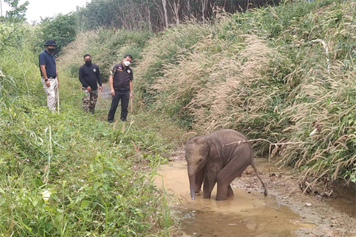 Den godt tre måneder gamle babyelefant blev fundet i en skov for en måned siden.