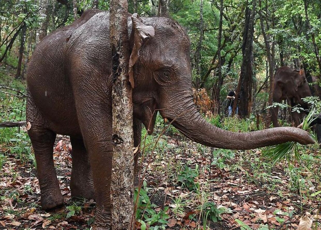 En elefant i det nordthailandske distrikt Chiang Mai.