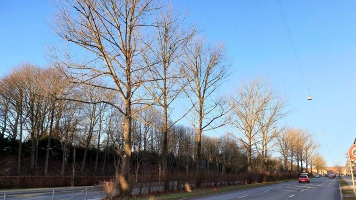 De 40 år gamle træer, som stod på strækningen mellem Silkeborgvej og Langelandsgade, smed store grene og var i fare for at vælte. 