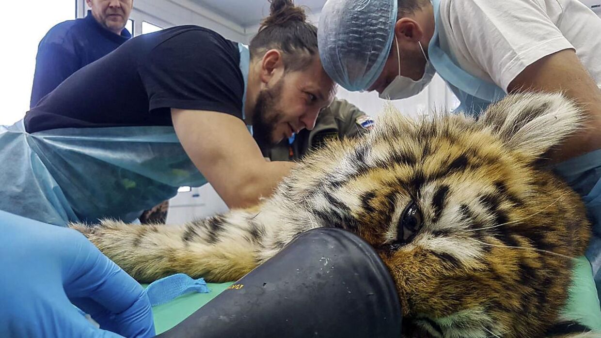 Dette foto, taget af Amur Tiger Centeret 8. januar 2022, viser den sibiriske tigerunge på operationsbordet.
